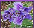 32-Iris bleu enc.jpg